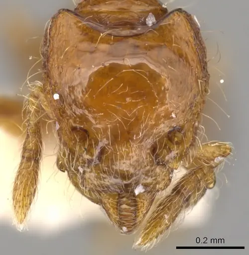 Strumigenys asaphes specimen CASENT0900211 image casent0900211_2