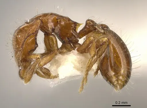 Strumigenys asaphes specimen CASENT0900211 image casent0900211_3