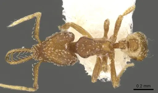 Strumigenys ascita specimen CASENT0900474 image casent0900474_1