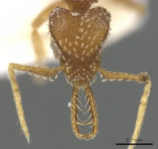 Strumigenys ascita specimen CASENT0900474 image casent0900474_2