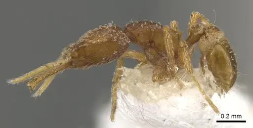 Strumigenys ascita specimen CASENT0900474 image casent0900474_3