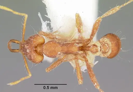 Strumigenys asrochia specimen CASENT0102633 image casent0102633_1