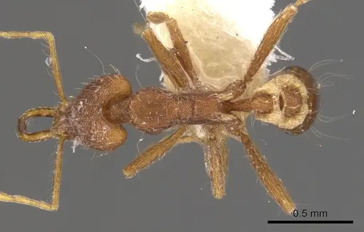 Strumigenys asrochia specimen CASENT0900811 image casent0900811_1
