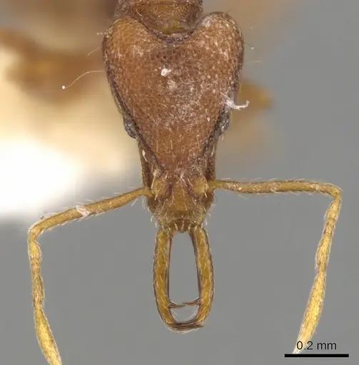 Strumigenys asrochia specimen CASENT0900811 image casent0900811_2