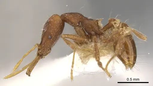 Strumigenys asrochia specimen CASENT0900811 image casent0900811_3