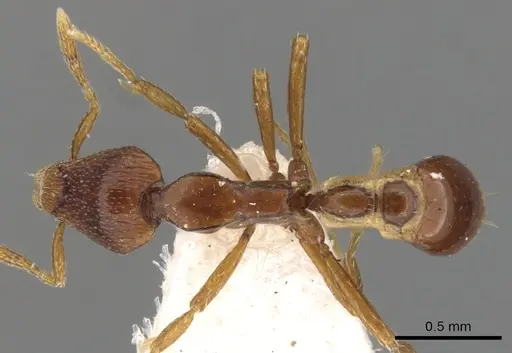 Strumigenys assamensis specimen CASENT0900133 image casent0900133_1