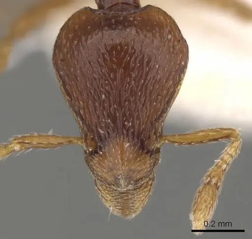 Strumigenys assamensis specimen CASENT0900133 image casent0900133_2