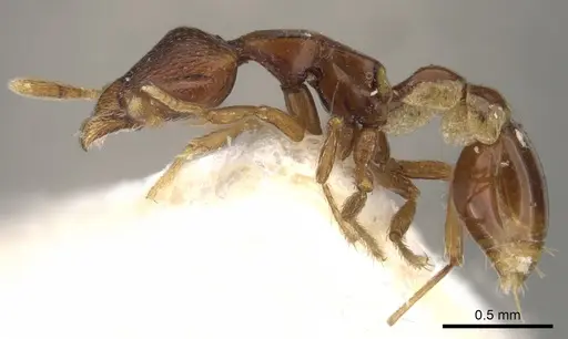 Strumigenys assamensis specimen CASENT0900133 image casent0900133_3