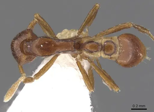 Strumigenys assamensis specimen CASENT0912846 image casent0912846_1