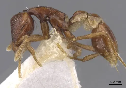 Strumigenys assamensis specimen CASENT0912846 image casent0912846_3