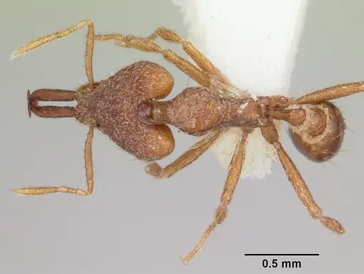 Strumigenys ataxia specimen CASENT0102677 image casent0102677_1