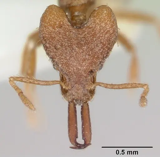 Strumigenys ataxia specimen CASENT0102677 image casent0102677_2