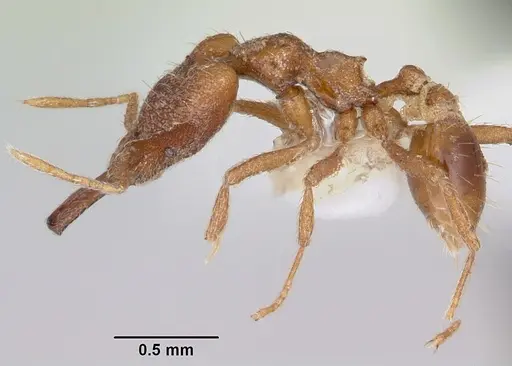 Strumigenys ataxia specimen CASENT0102677 image casent0102677_3