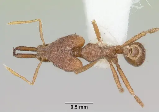Strumigenys ataxia specimen CASENT0104945 image casent0104945_1