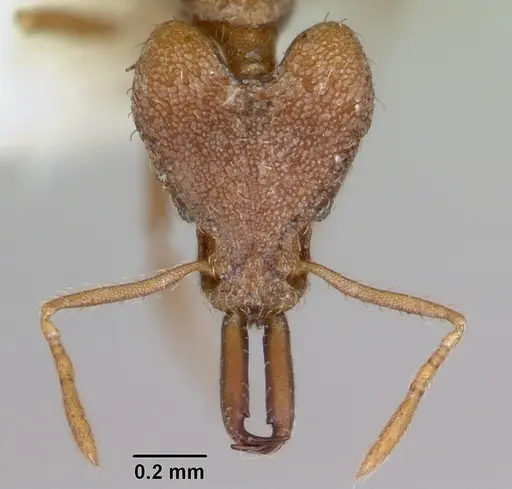 Strumigenys ataxia specimen CASENT0104945 image casent0104945_2