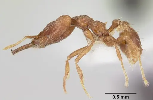 Strumigenys ataxia specimen CASENT0104945 image casent0104945_3