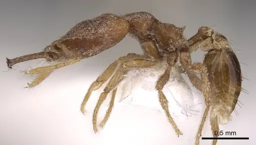 Strumigenys ataxia specimen CASENT0900878 image casent0900878_3