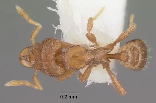 Strumigenys atopogenys specimen CASENT0103050 image casent0103050_1