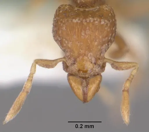 Strumigenys atopogenys specimen CASENT0103050 image casent0103050_2