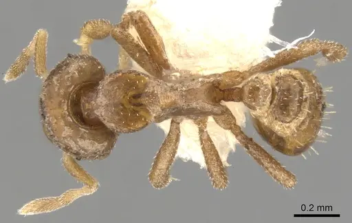 Strumigenys atopogenys specimen CASENT0900144 image casent0900144_1