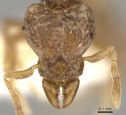 Strumigenys atopogenys specimen CASENT0900144 image casent0900144_2