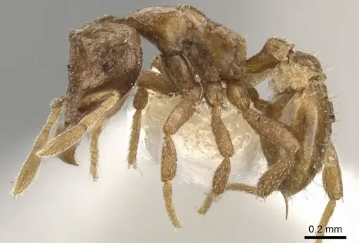 Strumigenys atopogenys specimen CASENT0900144 image casent0900144_3