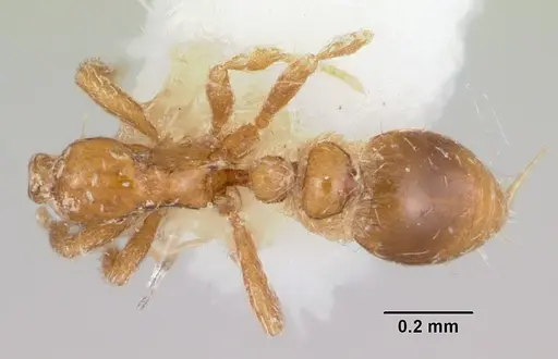 Strumigenys atropos specimen CASENT0102598 image casent0102598_1