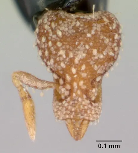 Strumigenys atropos specimen CASENT0102598 image casent0102598_2