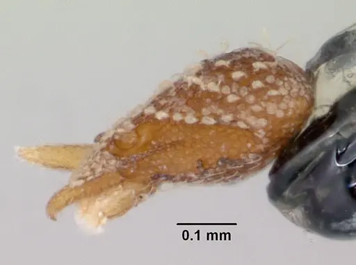 Strumigenys atropos specimen CASENT0102598 image casent0102598_3