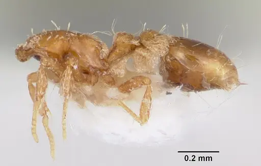 Strumigenys atropos specimen CASENT0102598 image casent0102598_4