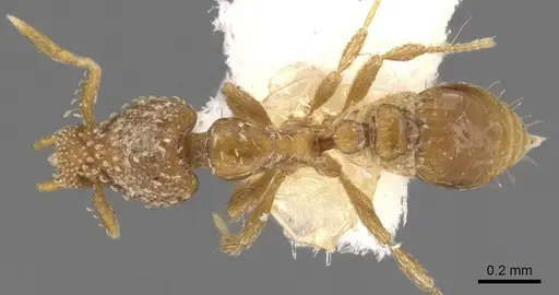 Strumigenys atropos specimen CASENT0900149 image casent0900149_1