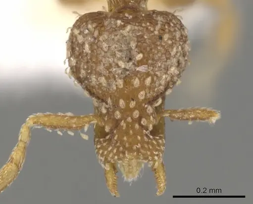 Strumigenys atropos specimen CASENT0900149 image casent0900149_2