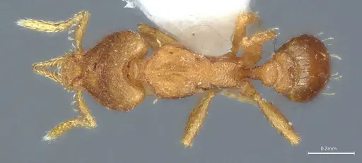 Strumigenys auctidens specimen ANTWEB1053288 image antweb1053288_1