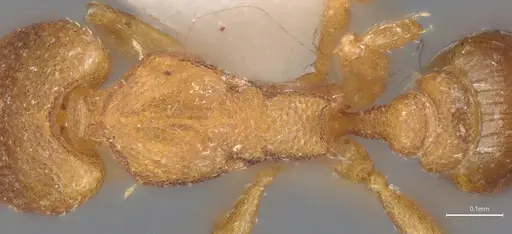 Strumigenys auctidens specimen ANTWEB1053288 image antweb1053288_2