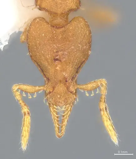 Strumigenys auctidens specimen ANTWEB1053288 image antweb1053288_3