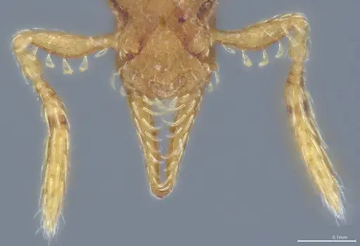 Strumigenys auctidens specimen ANTWEB1053288 image antweb1053288_4