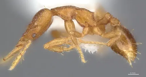 Strumigenys auctidens specimen ANTWEB1053288 image antweb1053288_5