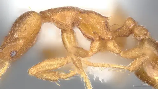 Strumigenys auctidens specimen ANTWEB1053288 image antweb1053288_6