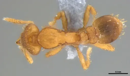 Strumigenys auctidens specimen ANTWEB1053908 image antweb1053908_1