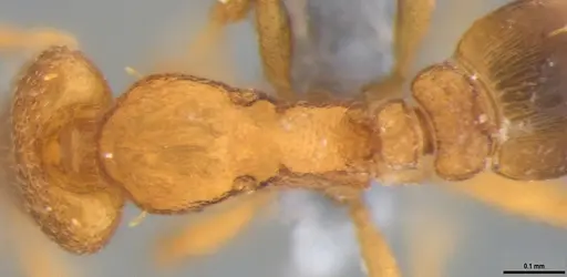 Strumigenys auctidens specimen ANTWEB1053908 image antweb1053908_2