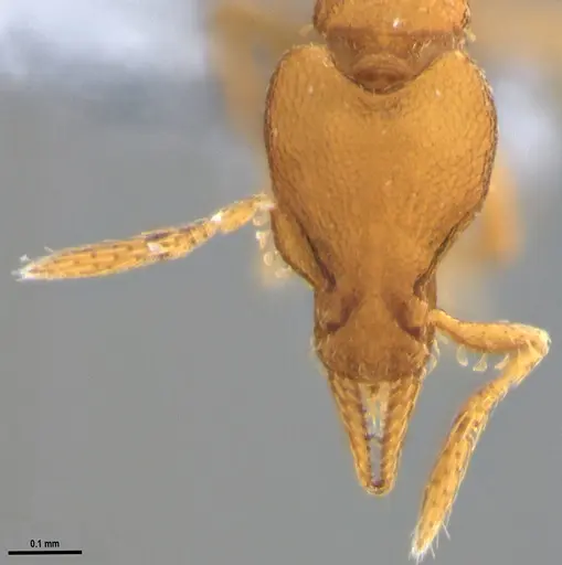 Strumigenys auctidens specimen ANTWEB1053908 image antweb1053908_3