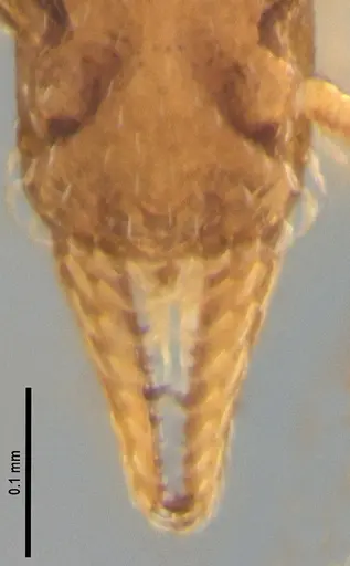 Strumigenys auctidens specimen ANTWEB1053908 image antweb1053908_4