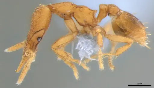 Strumigenys auctidens specimen ANTWEB1053908 image antweb1053908_5