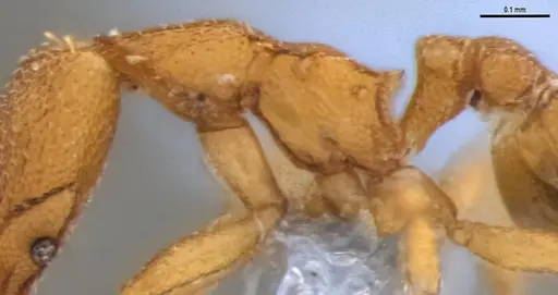 Strumigenys auctidens specimen ANTWEB1053908 image antweb1053908_6