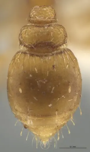 Strumigenys auctidens specimen CASENT0646012 image casent0646012_2