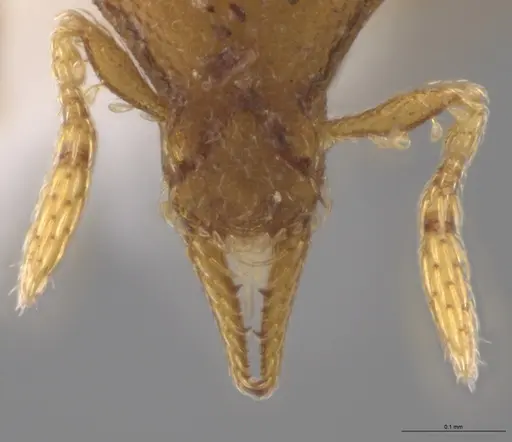 Strumigenys auctidens specimen CASENT0646012 image casent0646012_4