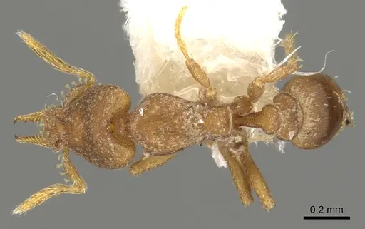 Strumigenys auctidens specimen CASENT0900183 image casent0900183_1