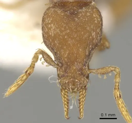 Strumigenys auctidens specimen CASENT0900183 image casent0900183_2