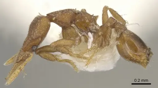 Strumigenys auctidens specimen CASENT0900183 image casent0900183_3