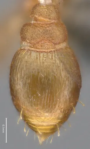 Strumigenys auctidens specimen CASENT4036112 image casent4036112_2